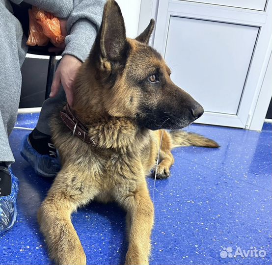 Собака в добрые руки