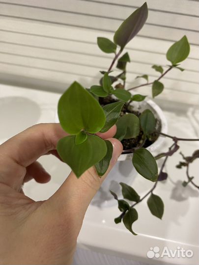 Традесканция трехцветная