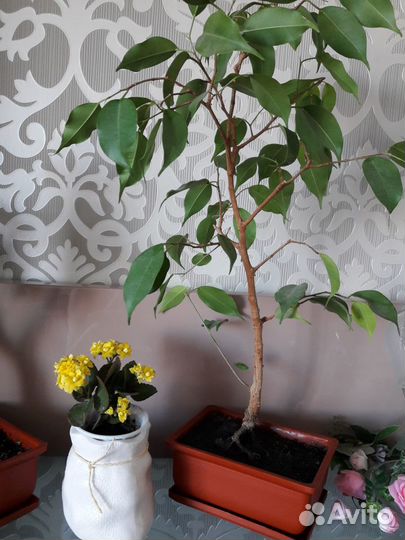 Комнатные цветы