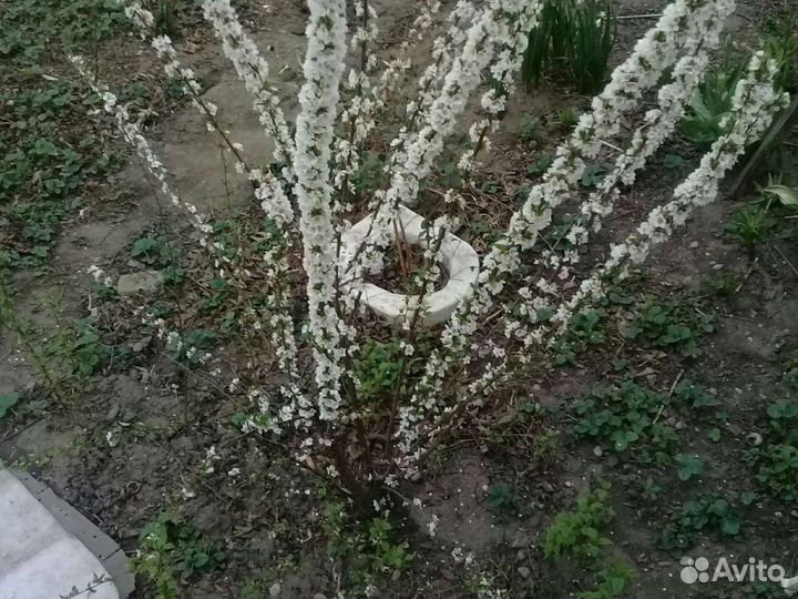 Войлочная вишня