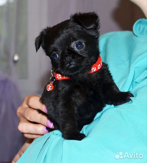 Пти брабансончики