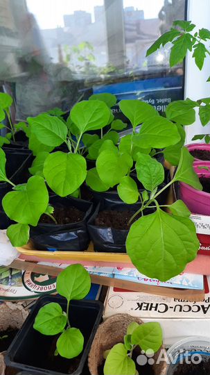 Рассада баклажан