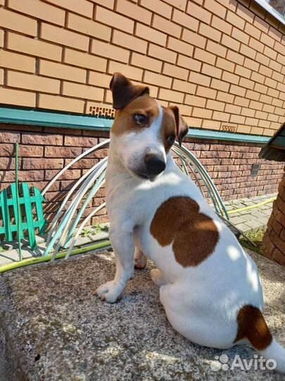 Вязка джек Рассел терьер