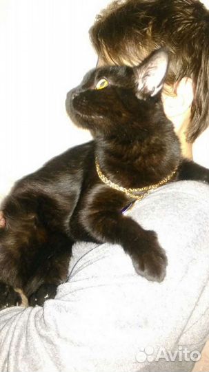 Красивые Кошки в добрые руки