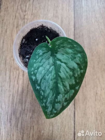 Сциндапсус сортовой