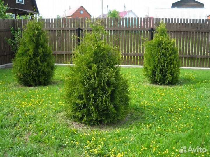 Туя Брабант