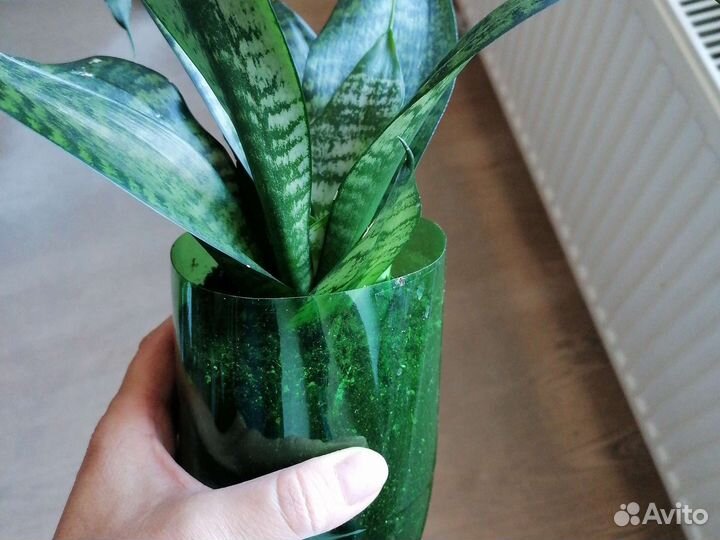 Сансевиерия