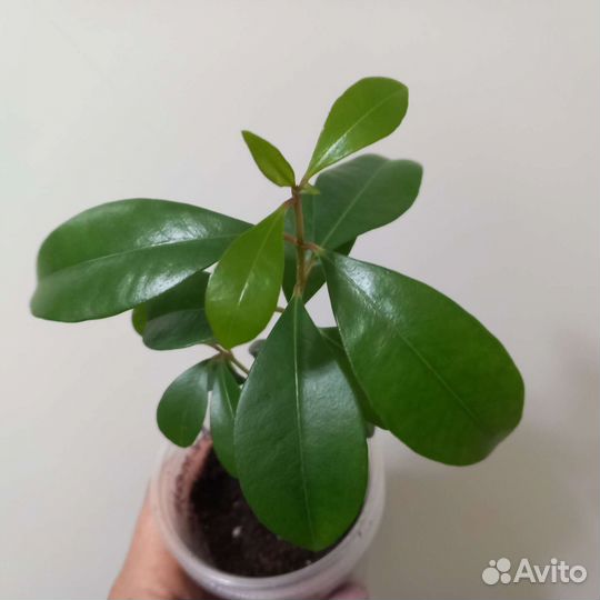 Лилли Пилли