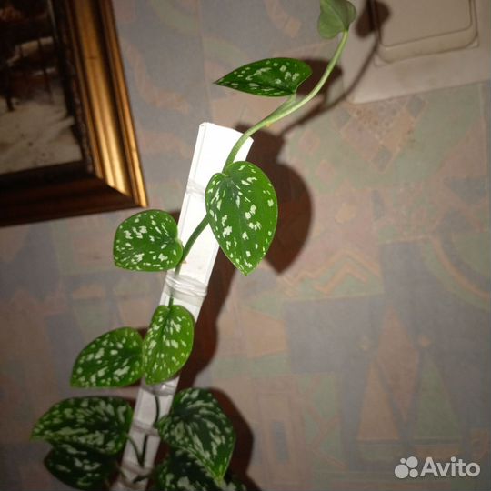 Сциндапсусы сортовые