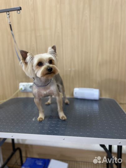 Йоркширский терьер