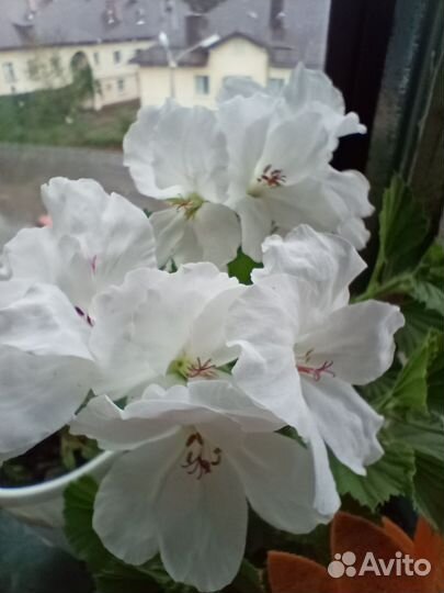 Пеларгония герань