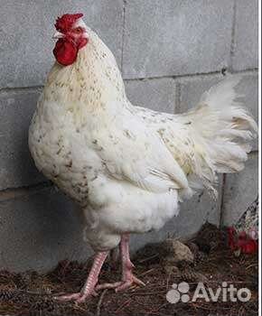 Петухи Пушкинской породы