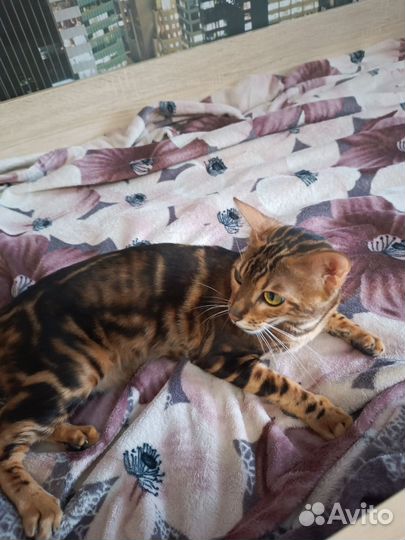 Бенгальская кошка в добрые руки