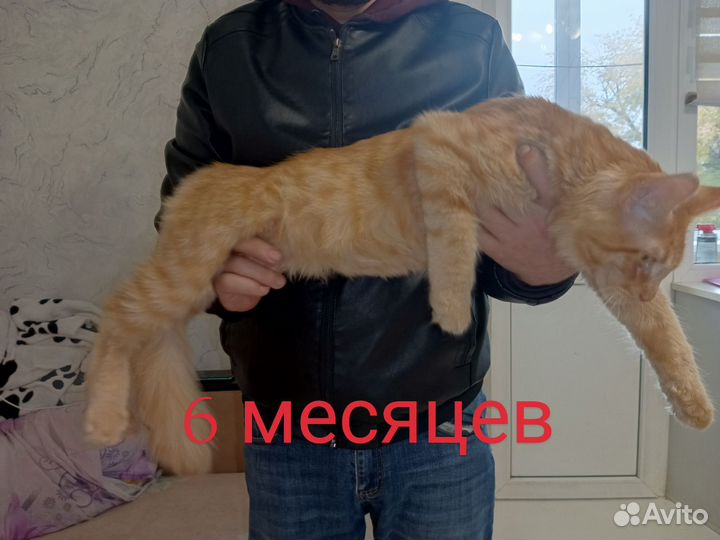 Кот мейн-кун