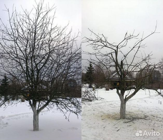 Обрезка и Формировка плодовых деревьев