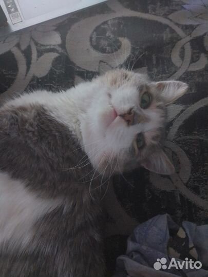 Отдам в добрые руки котика