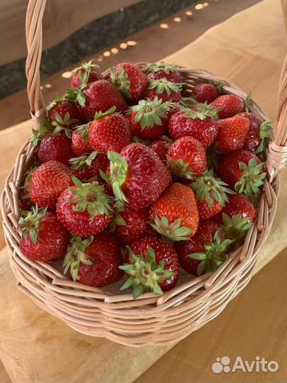 Клубника фриго в наличии