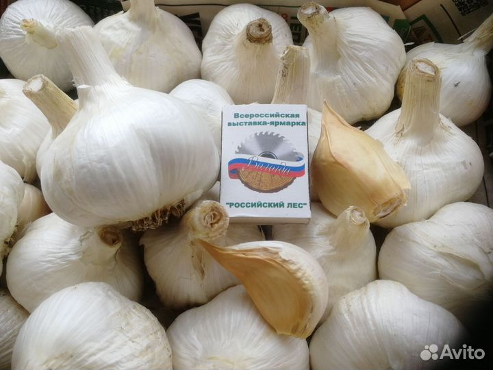 Чеснок на посадку