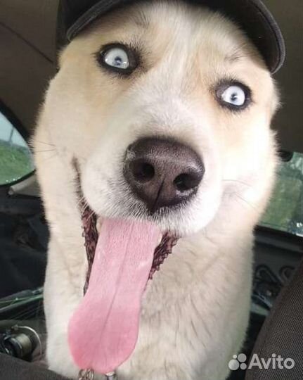 Кавалер для вязки