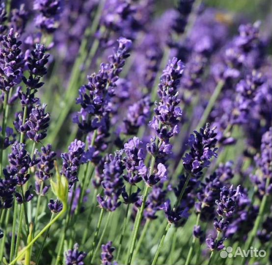 Лаванда узколистная