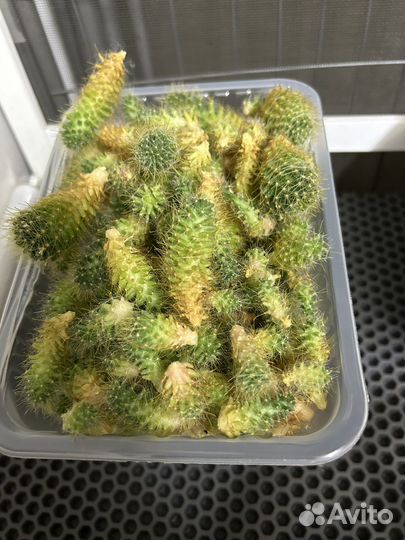 Детки кактуса