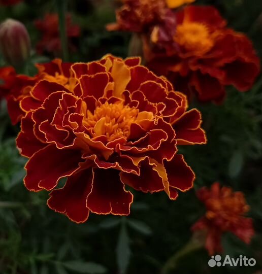 Макролинза для телефона