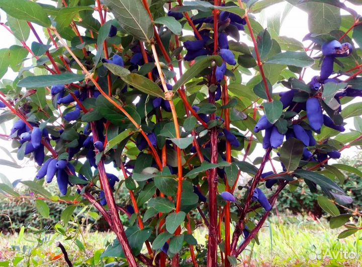 Саженцы Жимолость