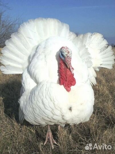 Индюки на мясо