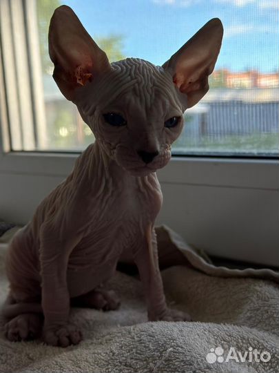 Донской сфинкс котята