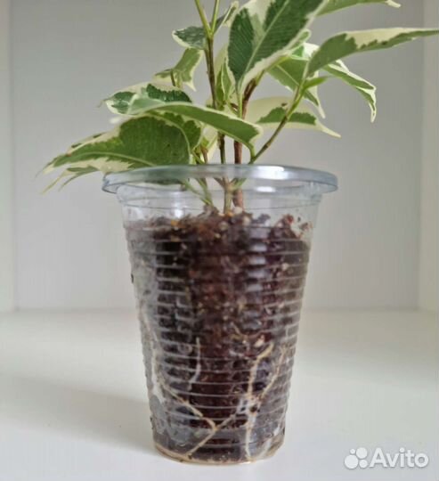 Фикусы сортовые