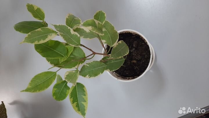 Фикус бенджамина пестролистный Голден Кинг