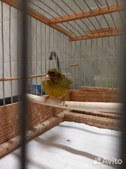 Канарейки (девочки)