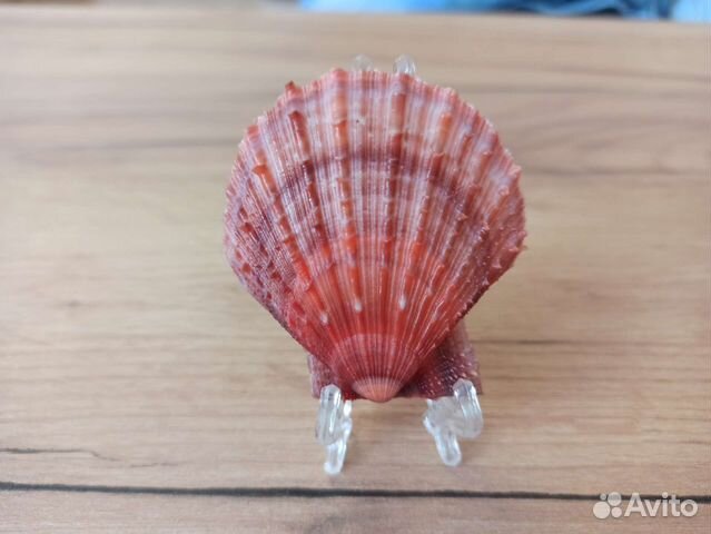 Морская раковина