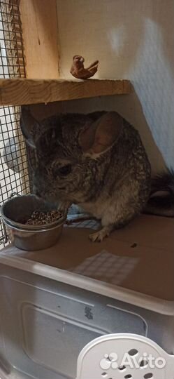 Витрина с парой шиншилл