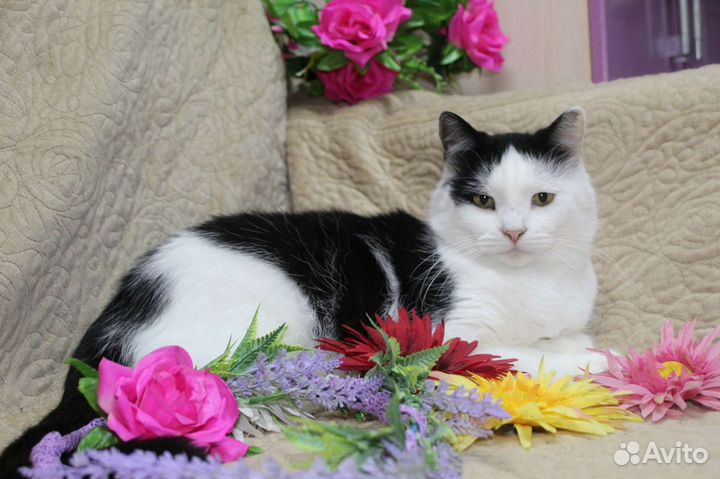 Отдаётся в добрые руки кошечка Дора