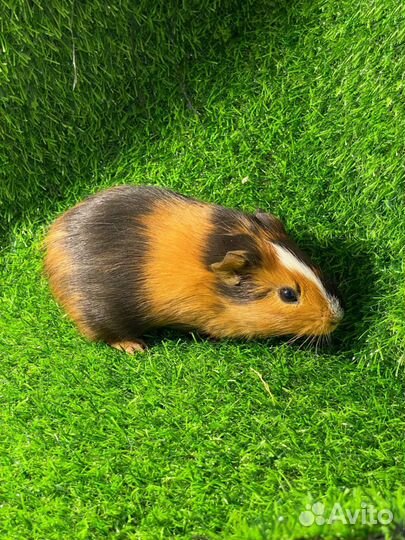 Породистые Морские свинки