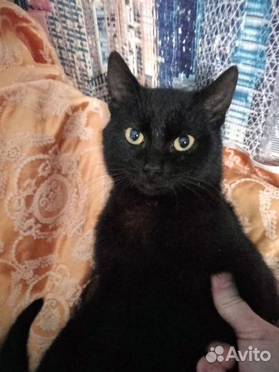 Котёнок Коржик очень ласковый и мурчалочка