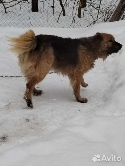 Кавказская овчарка метис с отлова на доживание