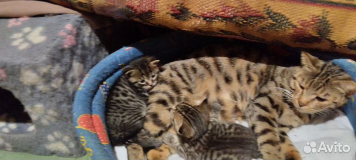 Бенгальская кошка