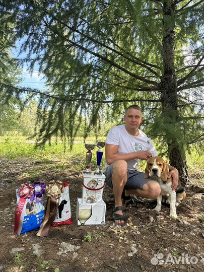 Бигль вязка