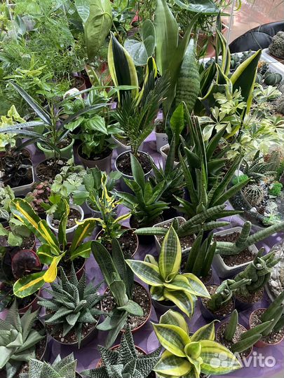 Растения на выставке -продаже цветов 22-23 марта