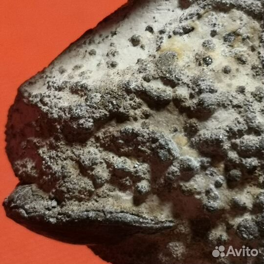 Пиритизированная ихтиофоссилия с двухстворкой