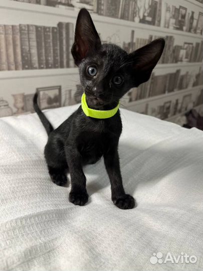 Ориентальные котята