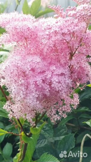 Лабазник / таволга, Ирисы, Фиалка садовая, Герань