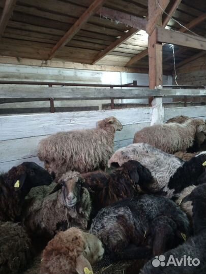 Овцы на разведение и бараны на мясо