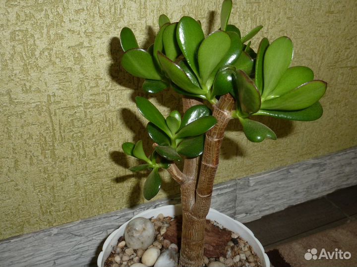 Денежное дерево толстянка