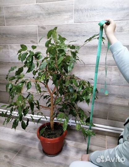 Фикус Бенджамина