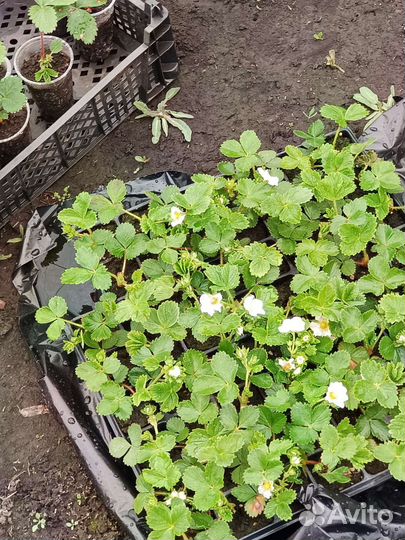 Рассада клубники земляники много сортов