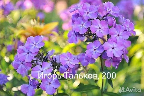 Многолетники садовые