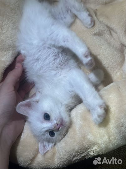 Отдам котенка